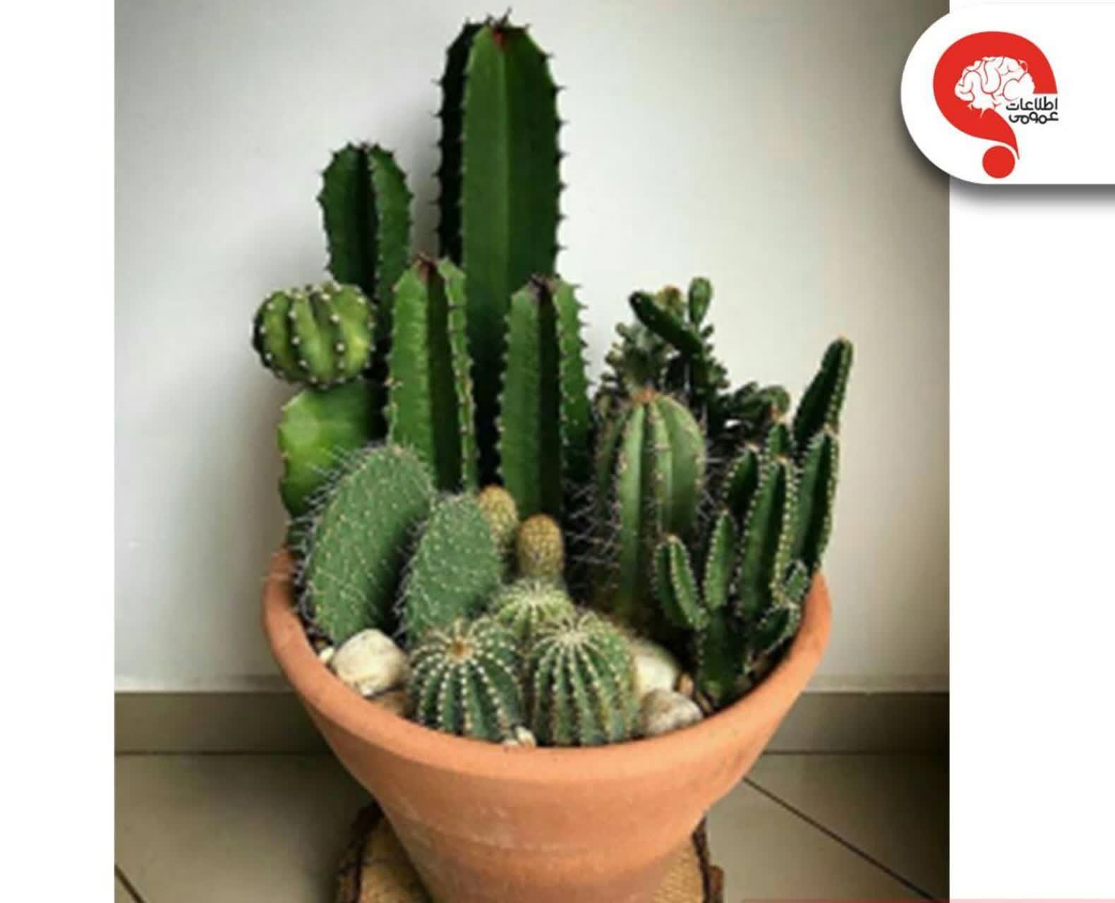 کاکتوس و امواج موبایل 