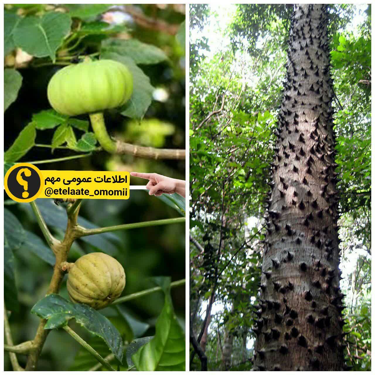 یکی از خطرناک ترین درخت های جهان