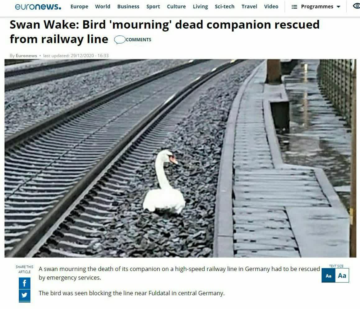 سوگواری قو برای جُفتش