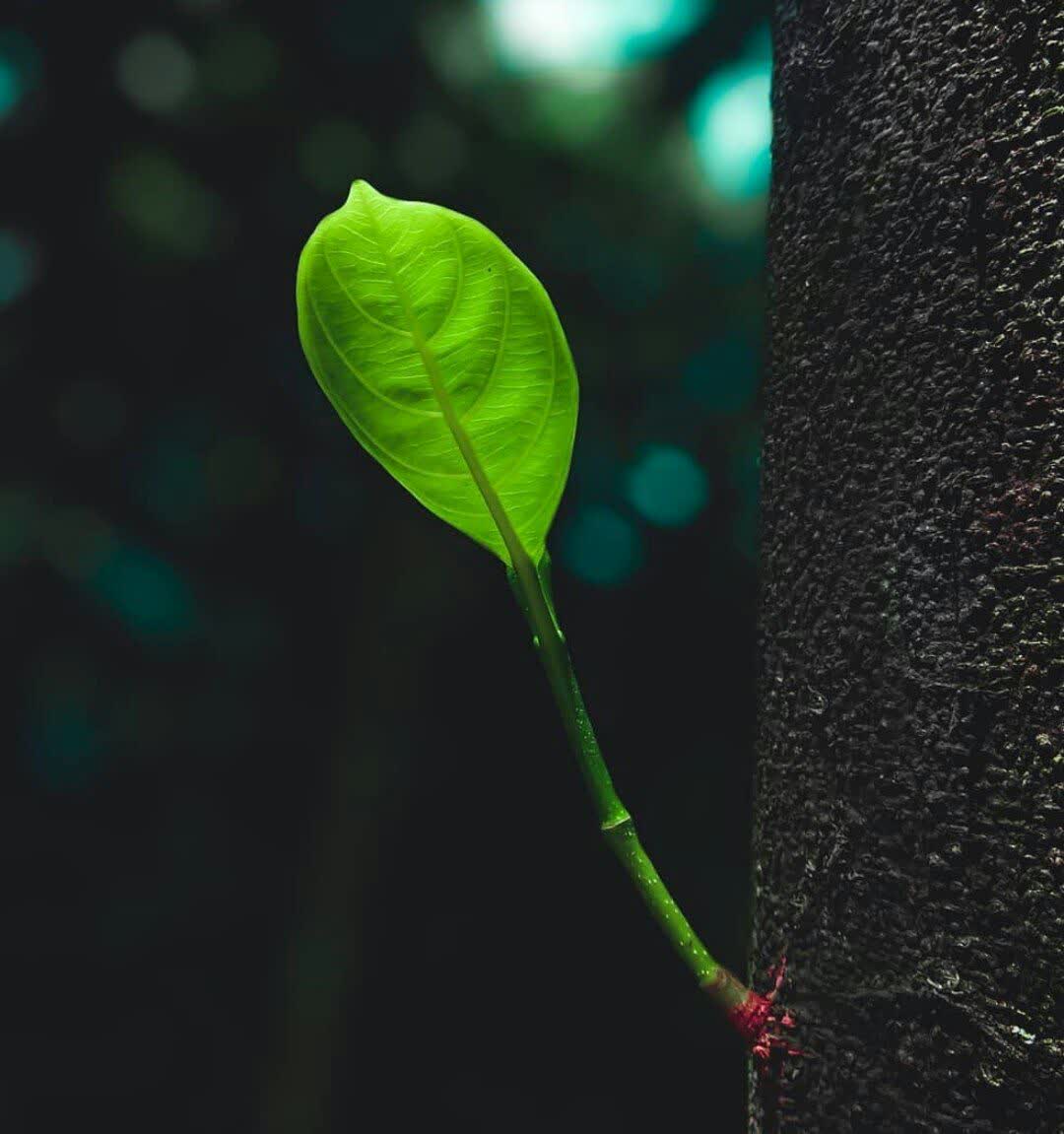 همواره به خاطر بسپارید