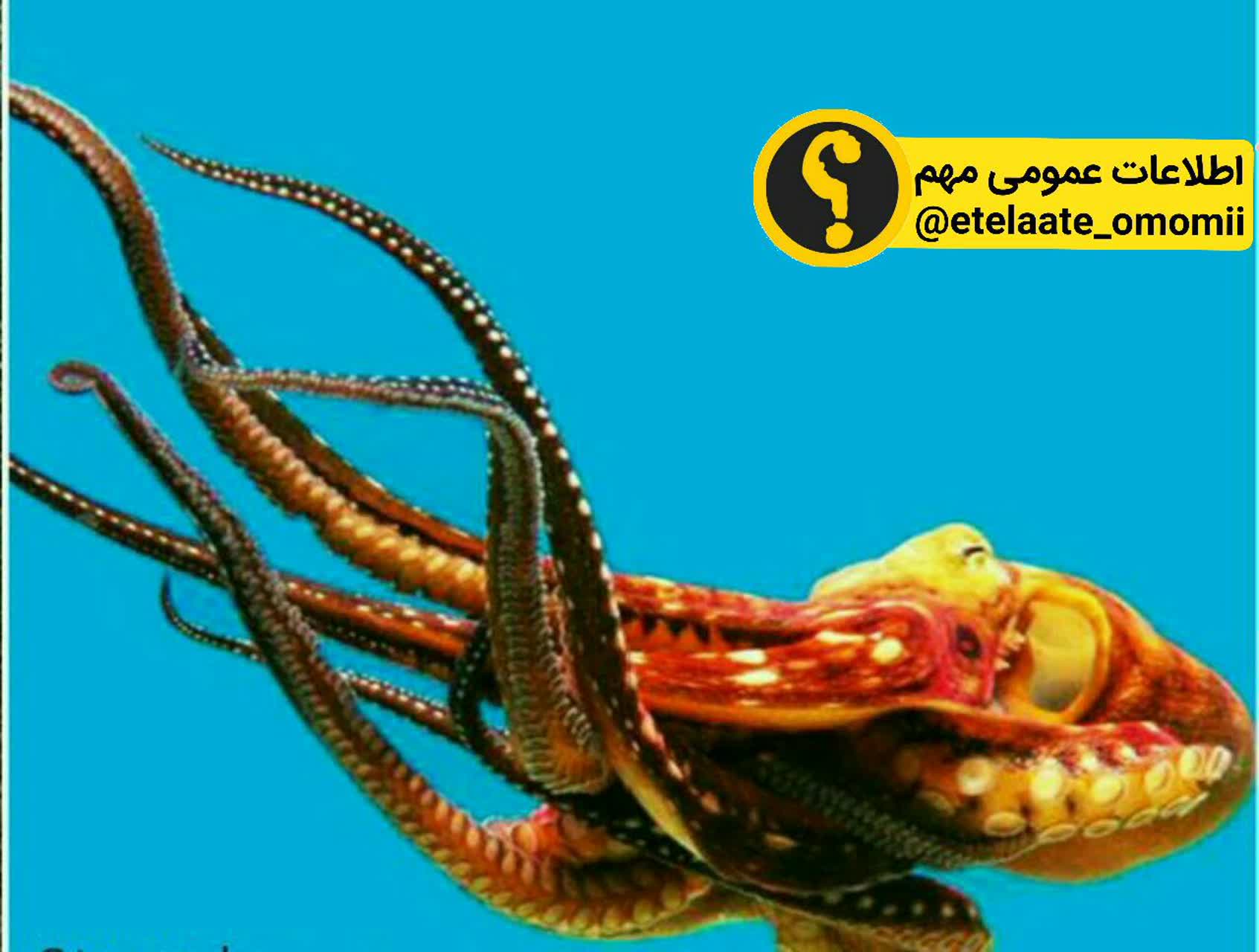 فداکار ترین مادر دنیا 