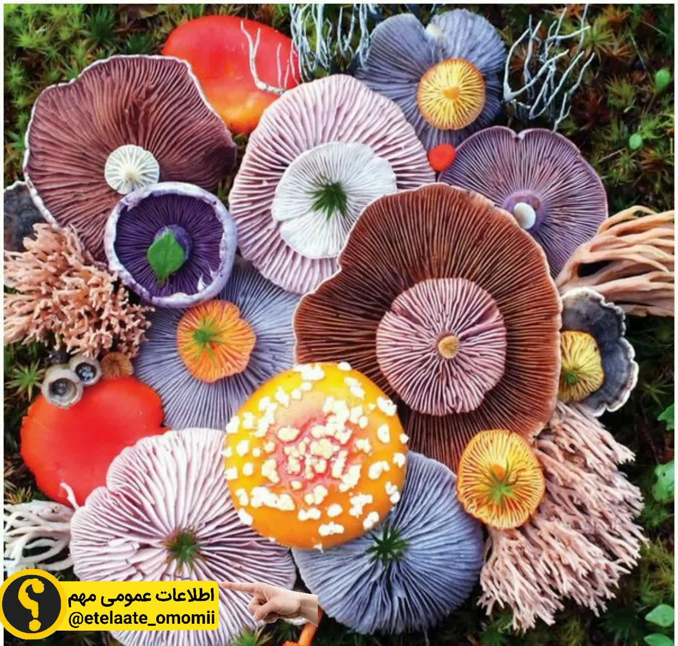 این دسته گل نیست 