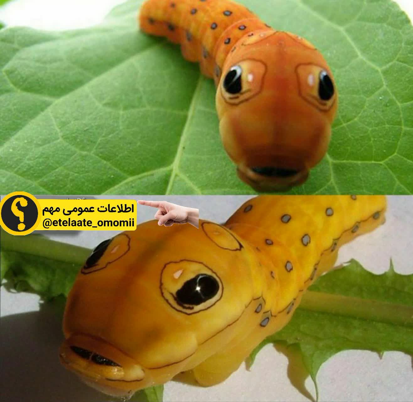 عجیب ترین و زیباترین کرم جهان