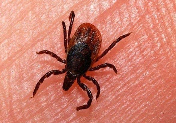 کنه‌‌ها واقعا عجیبند و خیلی هوشمند