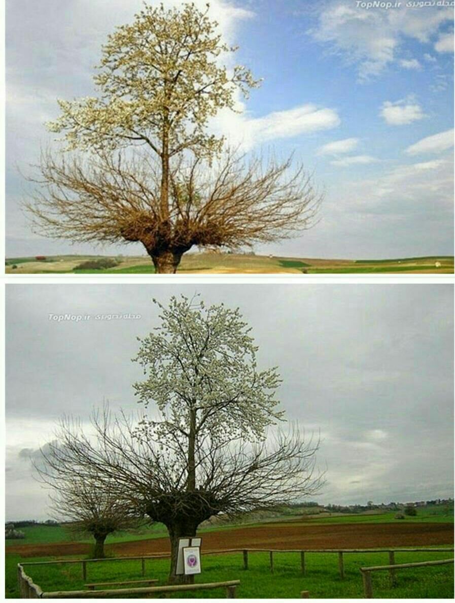 درخت دو طبقه