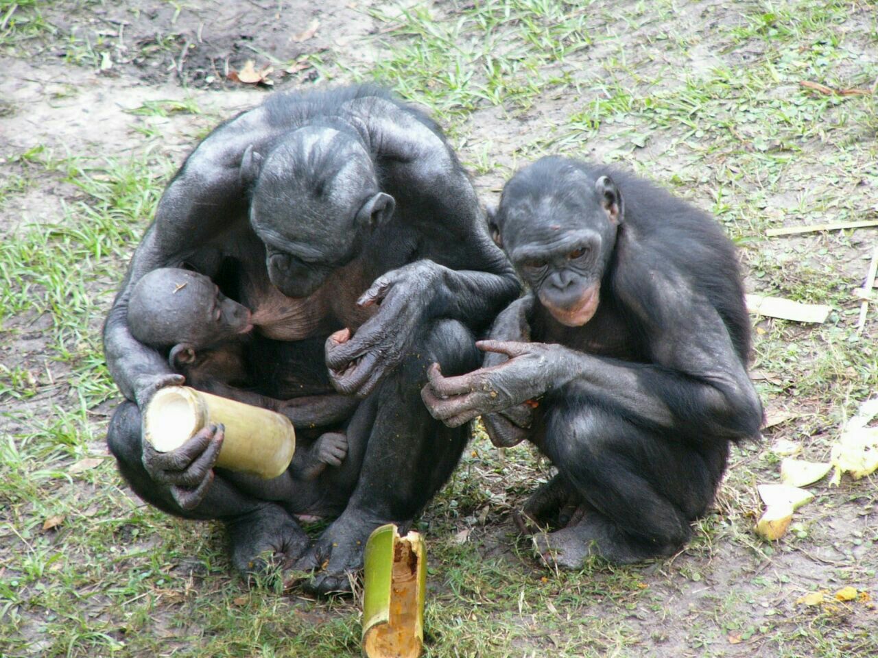 شامپانزه کانزی 