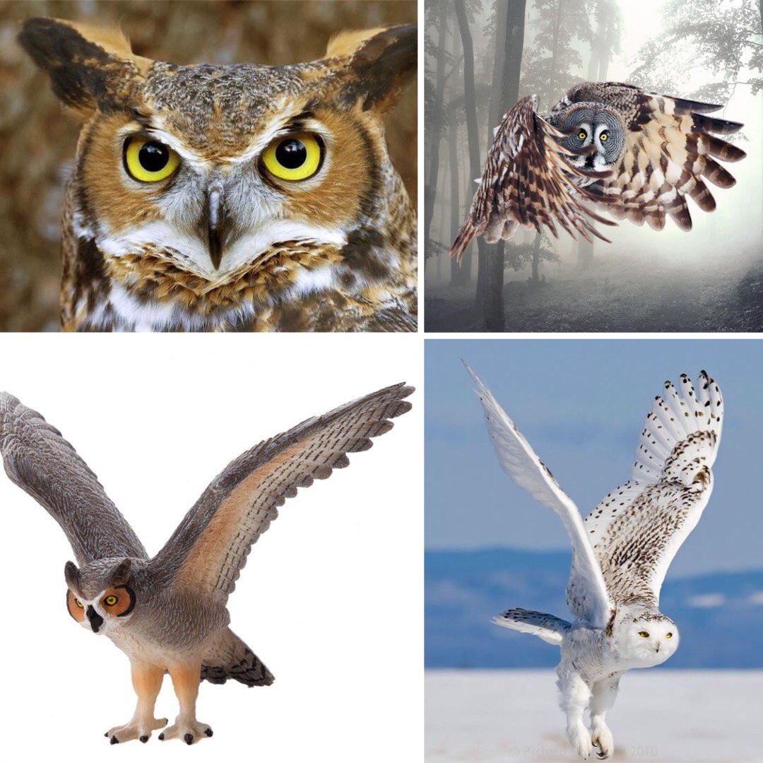 پرواز جغد ها