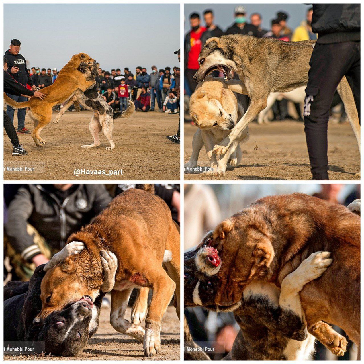 تسخیر حیوانات