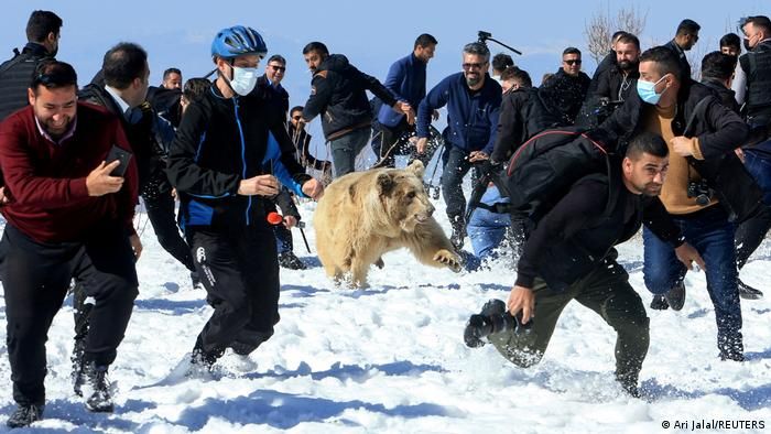 شوق رهایی یک خرس