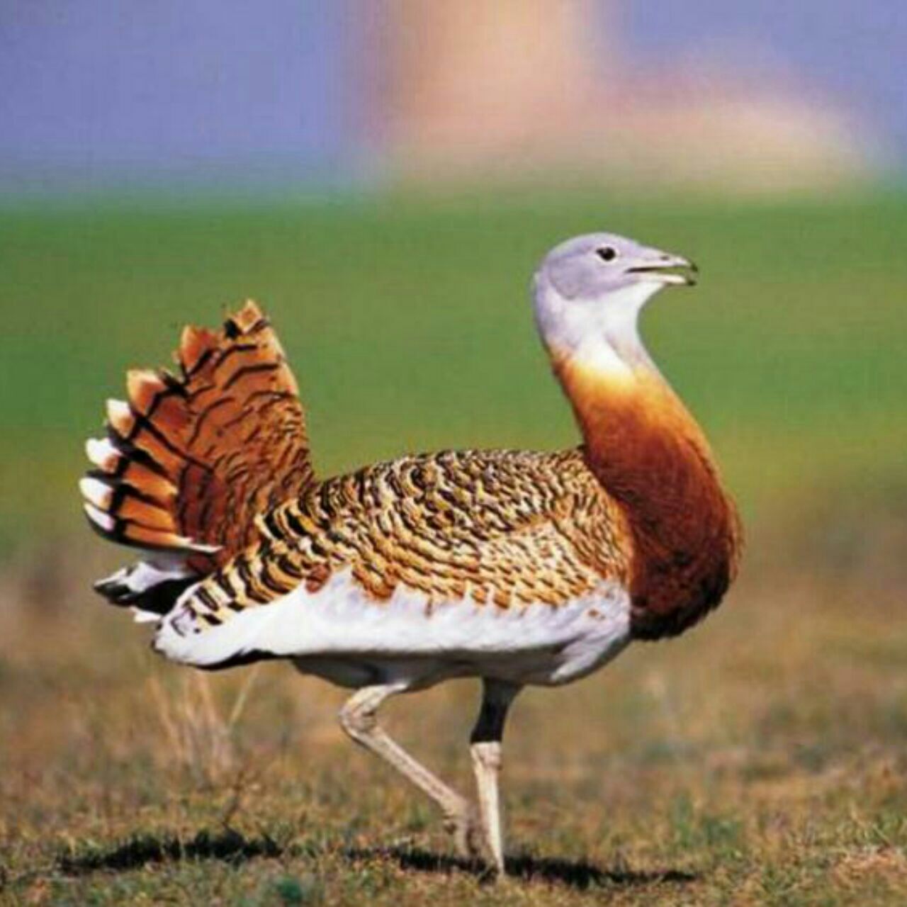 موجودات زیبای خدا