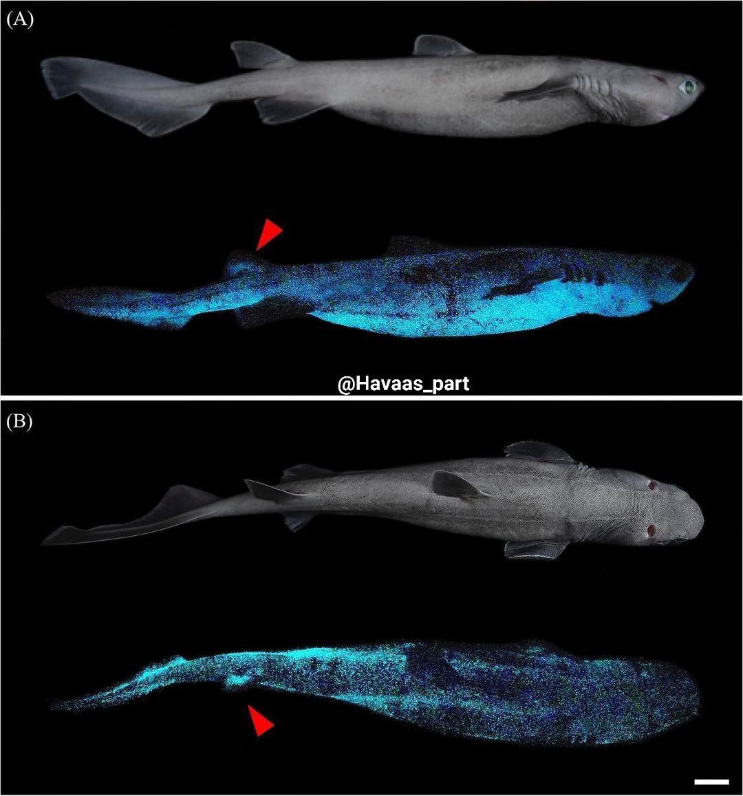 ماهی های درخشان