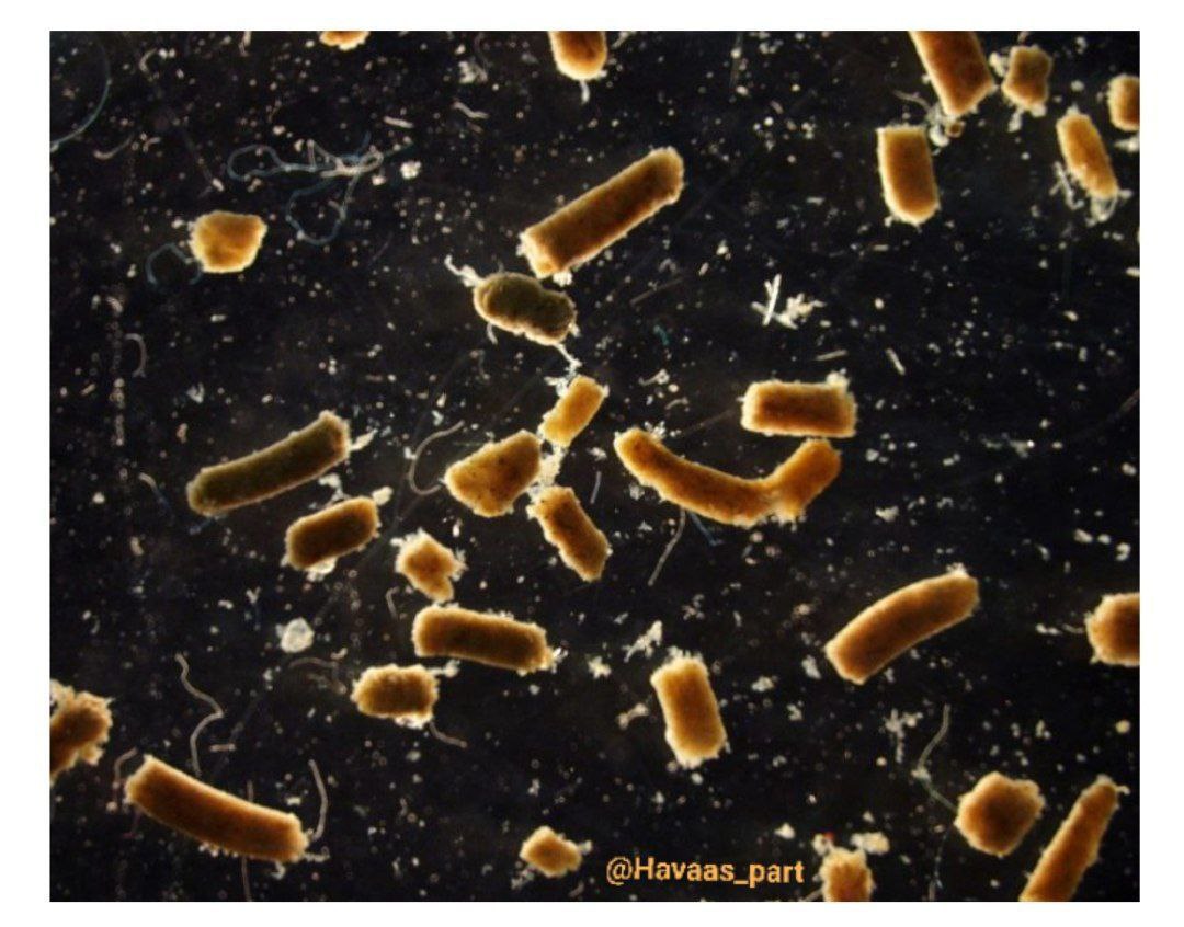 بشرمخرب هستی