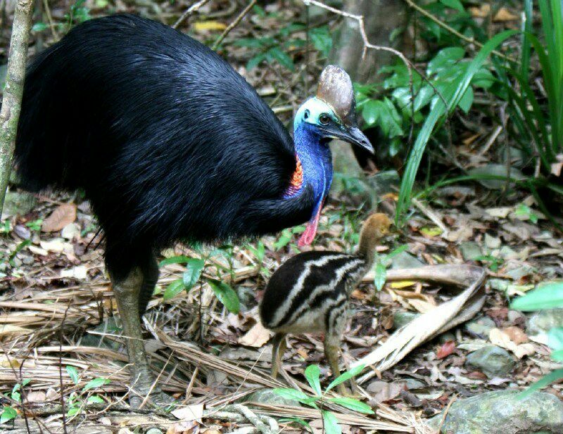 خطرناک ترین پرنده جهان