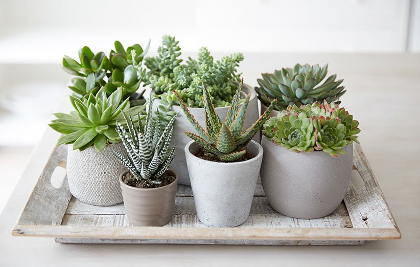 فواید نگهداری گیاهان آپارتمانی