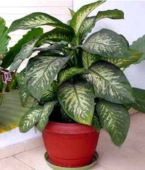 فواید نگهداری گیاهان آپارتمانی