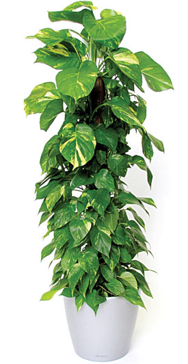 کدام گیاهان برای کودکان خطرناکند؟