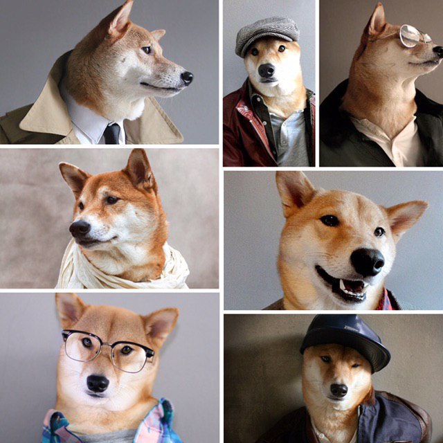 پر درآمد ترین سگ دنیا