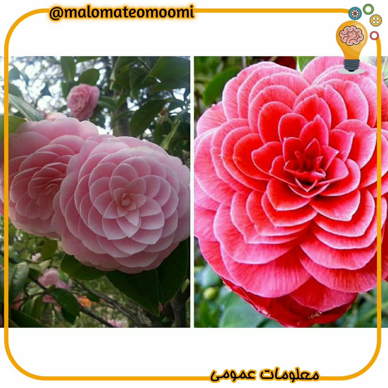 منظم ترین گل جهان