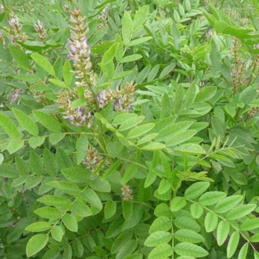 کشت شیرین بیان