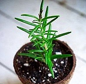 تکثیر رزماری