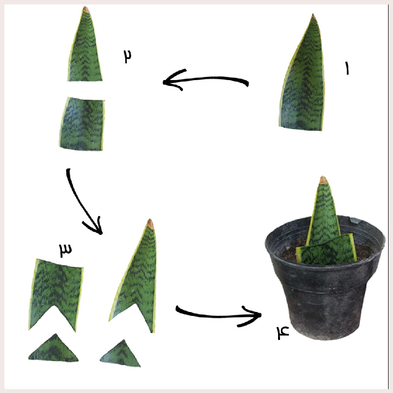 تکثیر سانسوریا