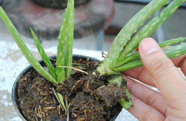 تکثیر آلوئه ورا