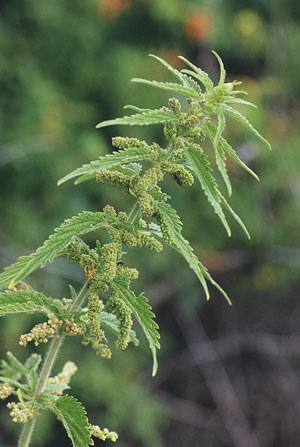 درمان کم خونی با گزنه