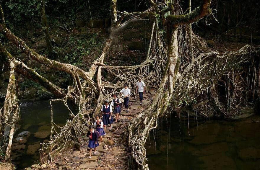 پل زنده در هندوستان