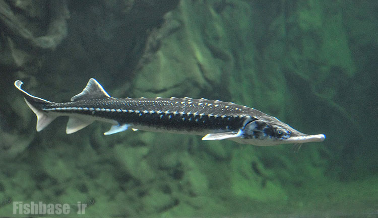 فسیل زنده در دریای خزر 