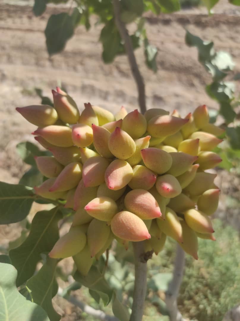 پسته احمد آقایی