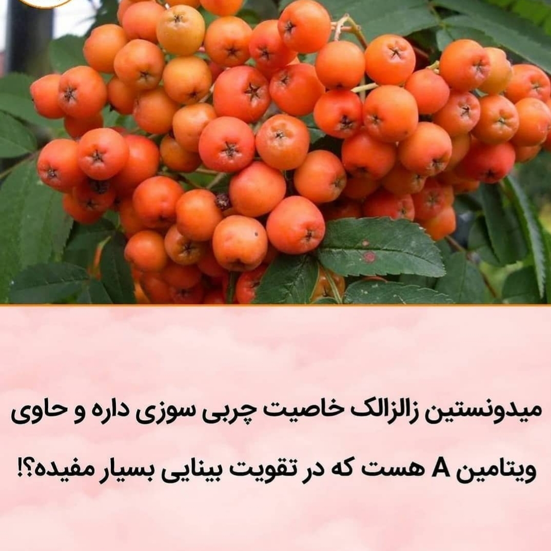 فواید زالزالک