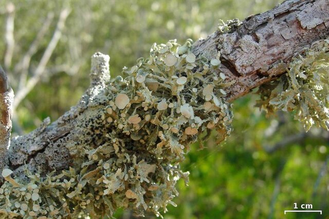 استفاده از نوعی گلسنگ برای پایش آلودگی هوا