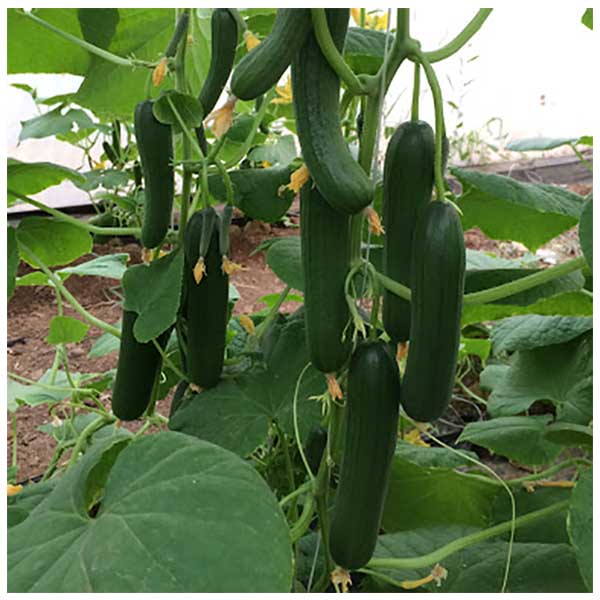 با خواص فراوان خیار آشناشوید