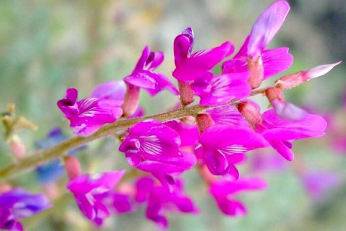 خواص بی‌نظیر گون 