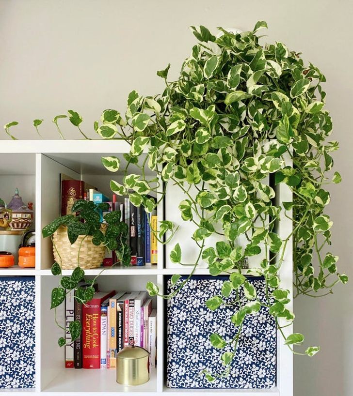 گیاهان آپارتمانی که هوا را خنک می کنند