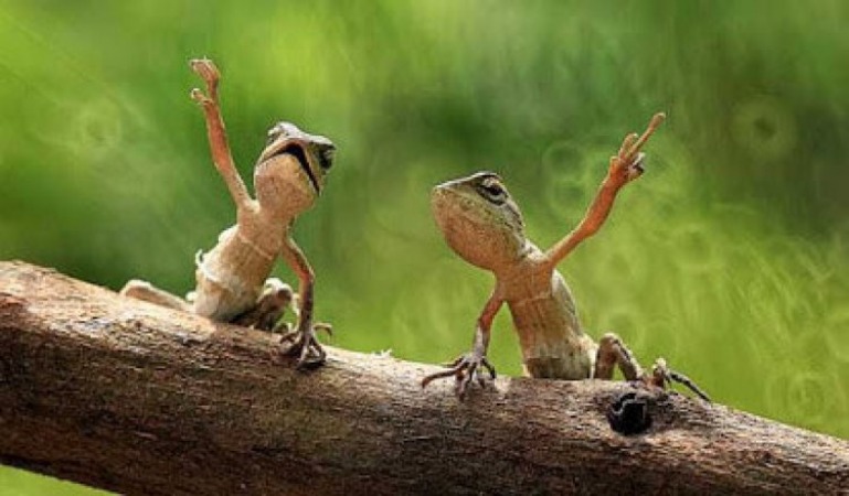 فراری دادن مارمولک از خانه