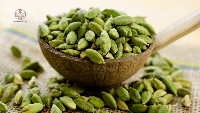 معرفی درخت هل