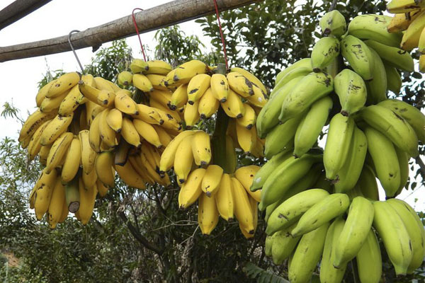 خواص و فواید موز