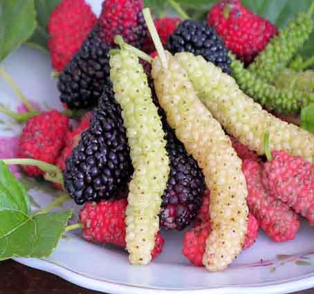 همه چیز درباره توت