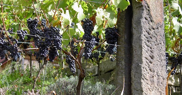 سیم گالوانیزه کشاورزی و گلخانه